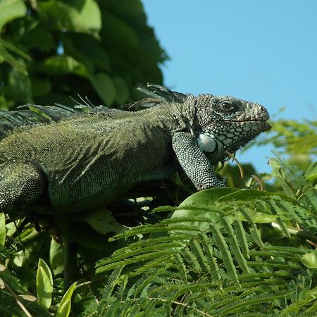 Grand Amazon Lodge And Tours Paraiso Bagian luar foto