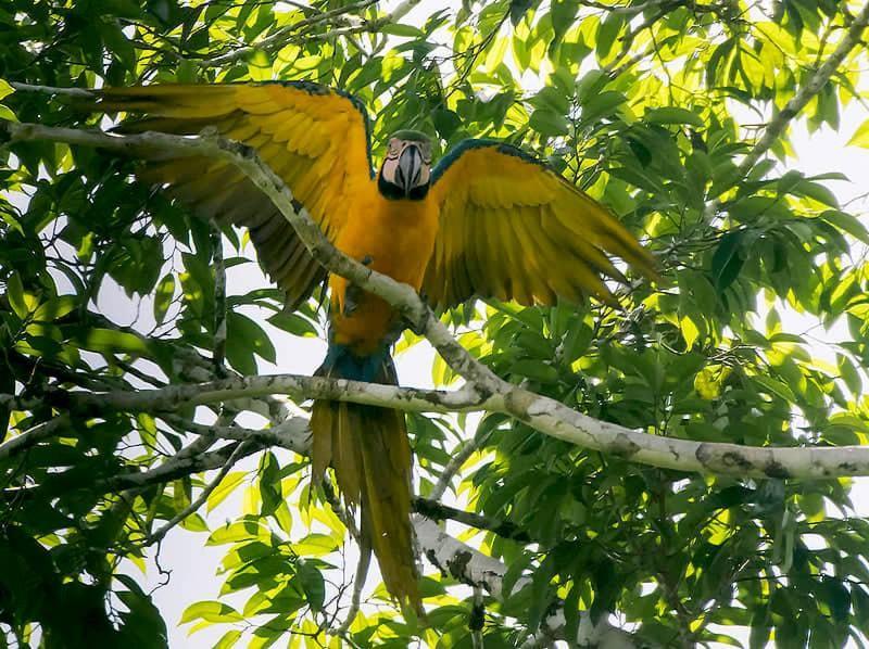 Grand Amazon Lodge And Tours Paraiso Bagian luar foto