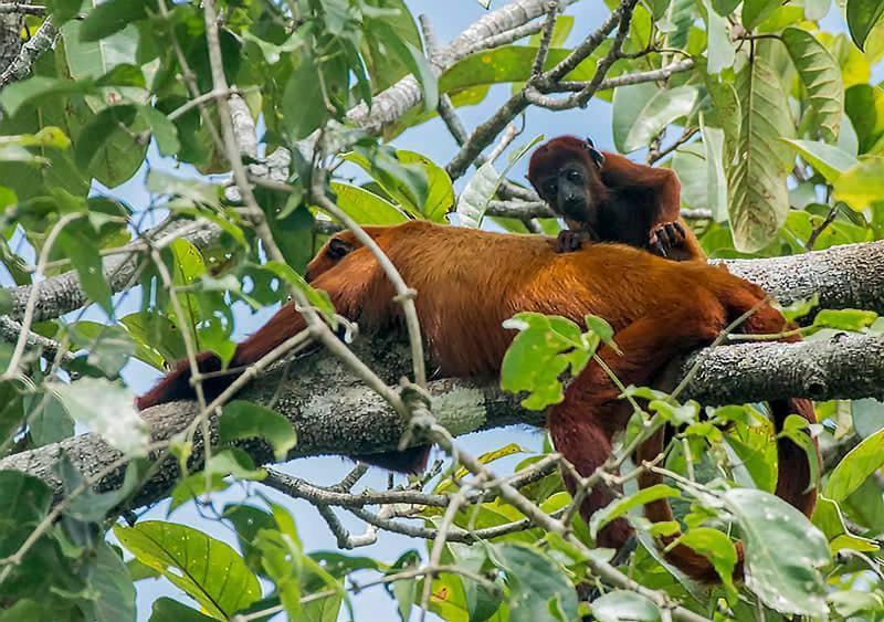 Grand Amazon Lodge And Tours Paraiso Bagian luar foto